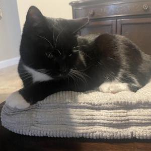 Image of Pepper, Lost Cat
