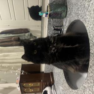 Lost Cat chad