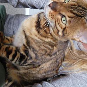 Image of Ozzie, Lost Cat
