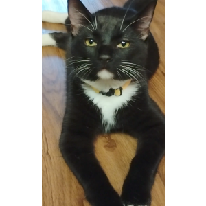 Image of Dudey, Lost Cat