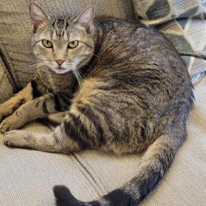 Image of Bagel, Lost Cat