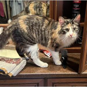 Lost Cat Princess