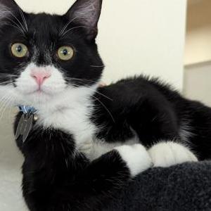 Lost Cat Zion