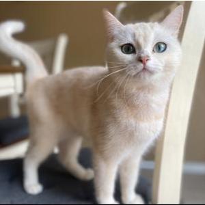 Image of Luna, Lost Cat