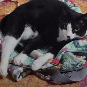 Image of Two-Bit, Lost Cat