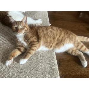 Lost Cat Diego (DD)