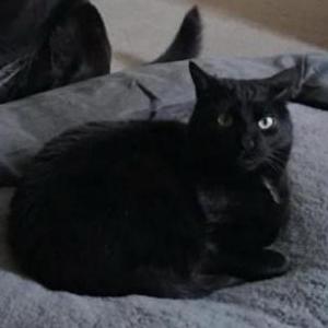 Image of Sambo, Lost Cat