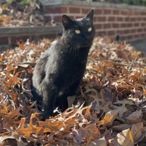 Image of Reese, Lost Cat
