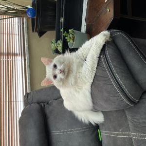 Lost Cat Tenny