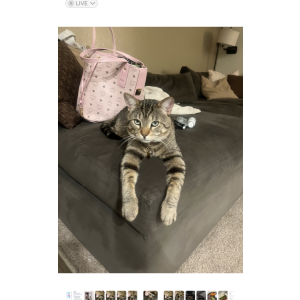 Image of Gilbert, Lost Cat