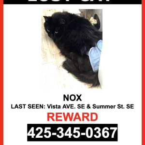 Lost Cat NOX