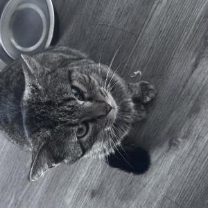 Image of TinTin, Lost Cat