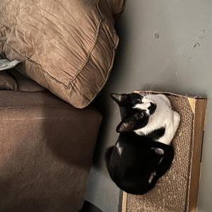 Lost Cat Wallen