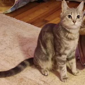 Image of Gracieboo, Lost Cat