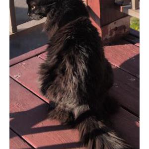 Lost Cat Raven