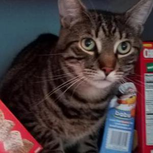 Lost Cat Thorin