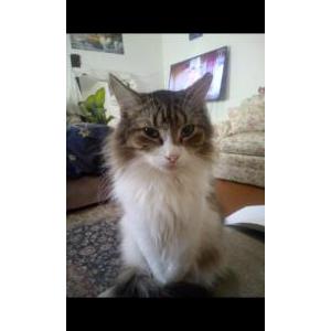 Image of Ki, Lost Cat