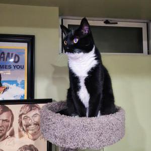 Image of Dog, Lost Cat