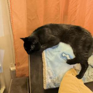 Image of Jiji, Lost Cat