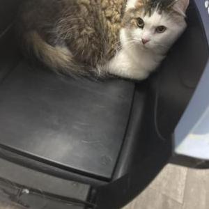 Lost Cat Titan