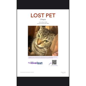 Lost Cat chiquis