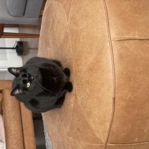 Image of Pluto, Lost Cat