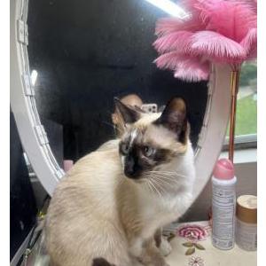 Lost Cat Luna eclipse