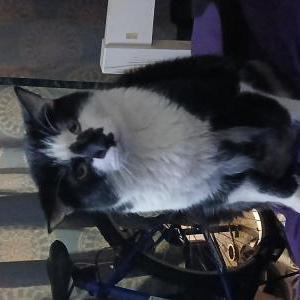 Lost Cat Inaros