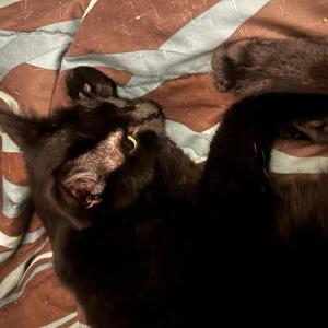 Lost Cat Houdini