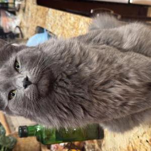 Image of Henry, Lost Cat