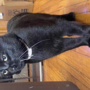 Lost Cat Batman