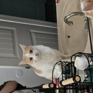 Image of Flash, Lost Cat