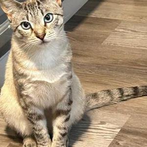 Image of Mochi, Lost Cat
