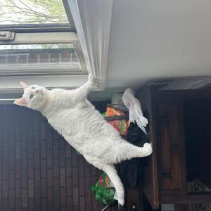 Lost Cat Olaf