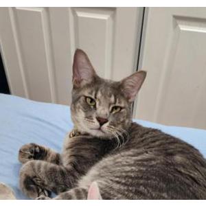 Lost Cat Milo
