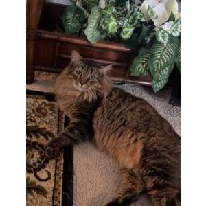 Lost Cat Thomas
