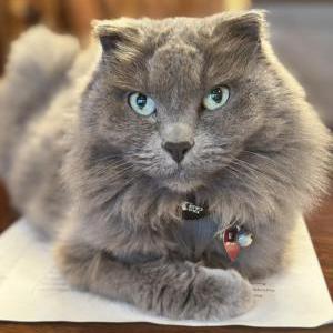 Image of Rose, Lost Cat