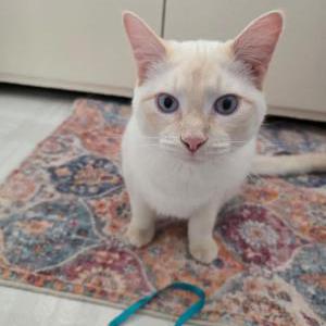 Image of whitie ford, Lost Cat