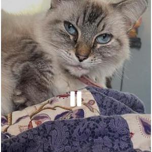 Lost Cat Blanca