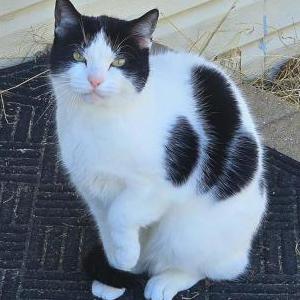 Image of Cookie, Lost Cat