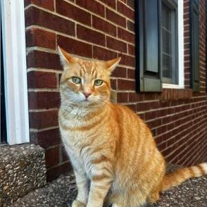 Lost Cat Jackson