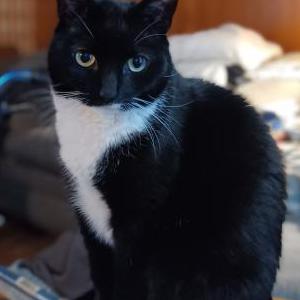 Lost Cat Poppy