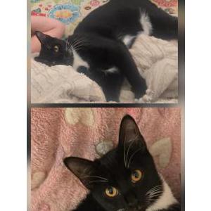 Image of Mitsy, Lost Cat