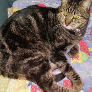 Lost Cat Apana