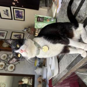 Image of Nori, Lost Cat