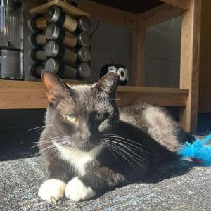 Image of Marco, Lost Cat