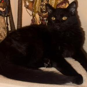 Lost Cat Salem