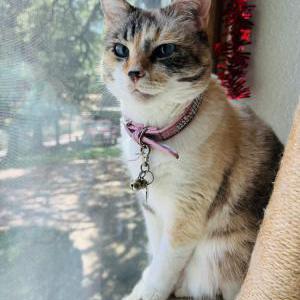 Image of Garnet, Lost Cat