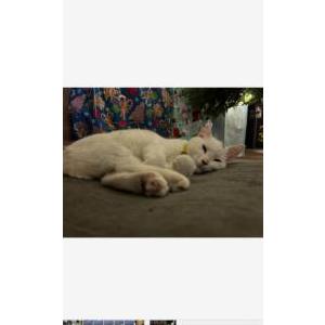 Image of Ghost, Lost Cat