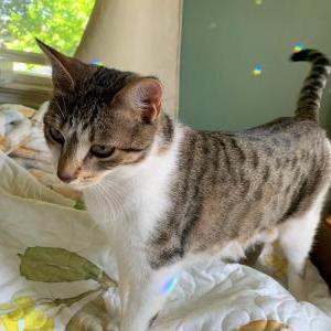 Image of Cosette, Lost Cat